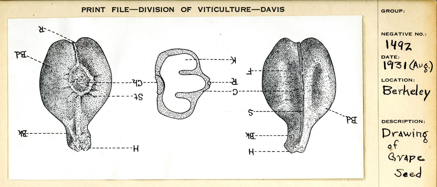 Drawing of Grape Seed